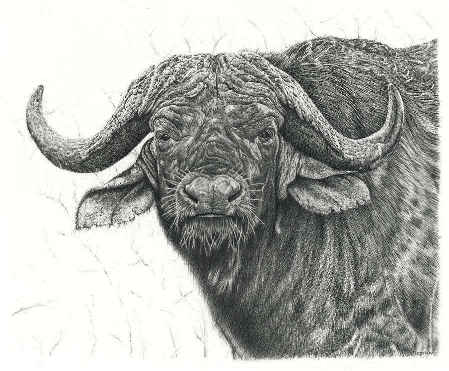 900x744 cape buffalo drawing - Cape Buffalo Drawing