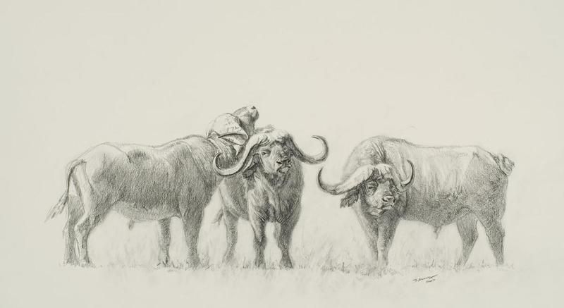 800x437 cape buffalo - Cape Buffalo Drawing