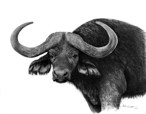 500x390 Charcoal Drawings - Cape Buffalo Drawing