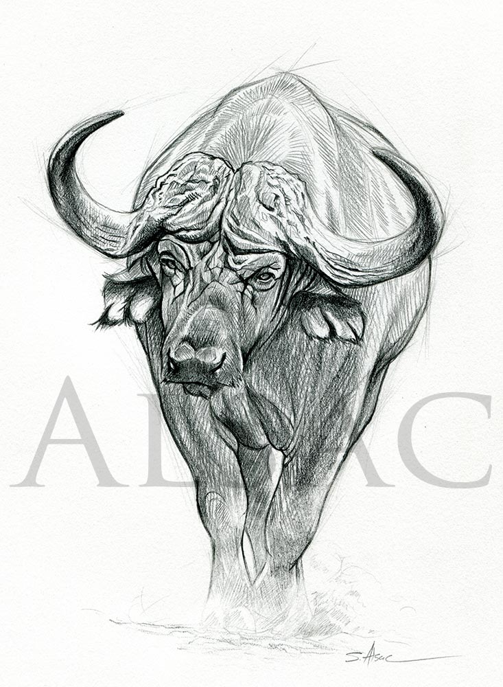 733x1000 African Buffalo Illustration - Cape Buffalo Drawing