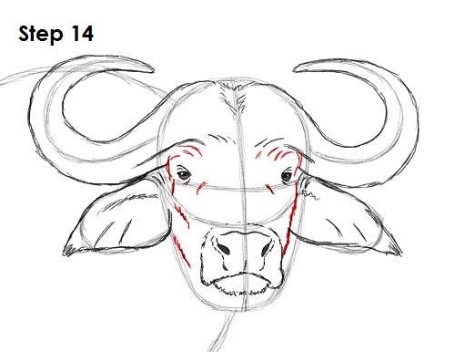 500x386 how to draw an african cape buffalo - Cape Buffalo Drawing