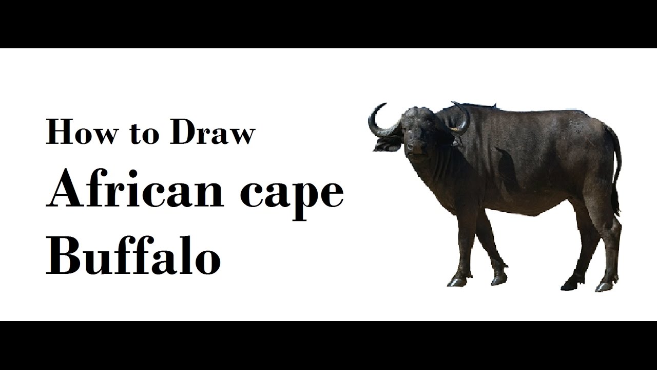 1280x720 how to draw african cape buffalo pencil drawing step - Cape Buffalo Drawing