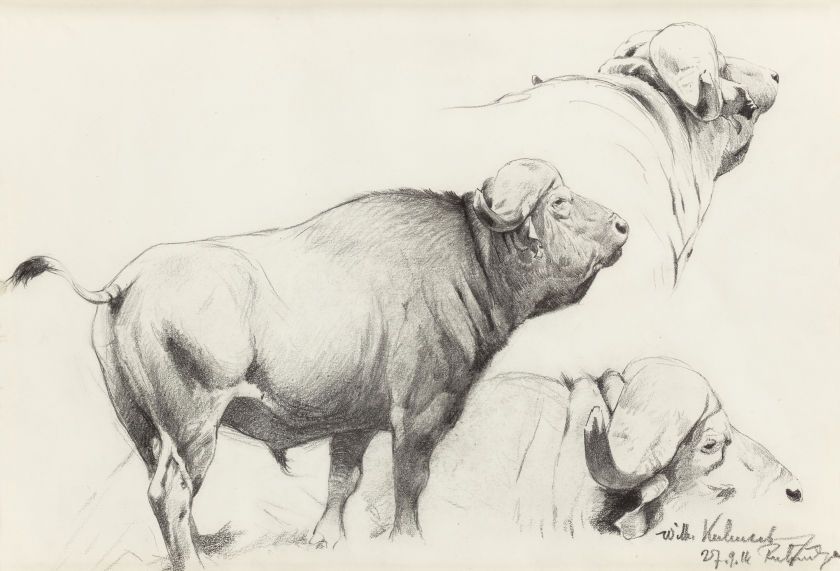 840x571 Wilhelm Kuhnert - Cape Buffalo Drawing