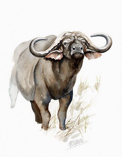 466x600 buffalo watercolor no cape buffalo watercolor euros - Cape Buffalo Drawing