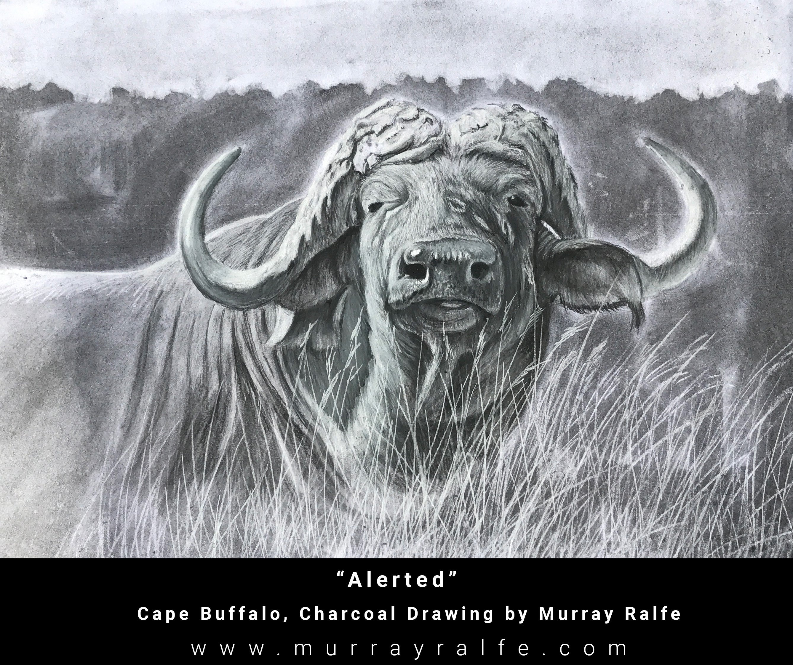 Cape Buffalo Drawing at Explore collection of Cape