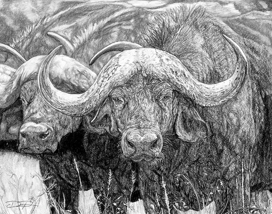 900x707 african cape buffalo drawing - Cape Buffalo Drawing