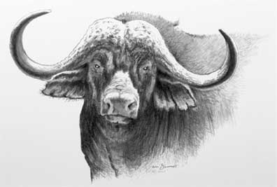 396x267 Art - Cape Buffalo Drawing