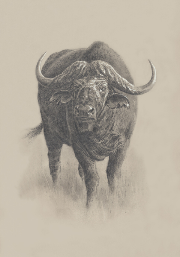600x859 cape buffalo copies only x inches unframed - Cape Buffalo Drawing