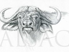 270x203 cape buffalo illustration drawing - Cape Buffalo Drawing