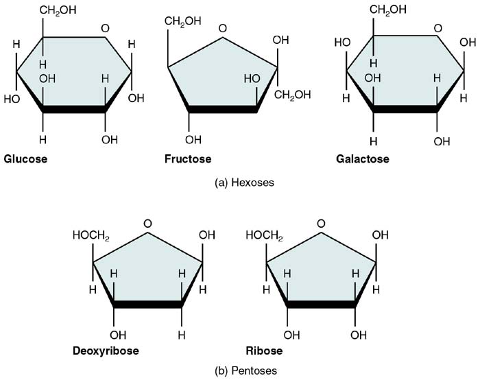 700x554 building blocks of carbohydrates types, properties functions - Carbohydrates Drawing