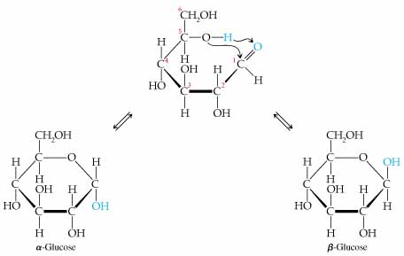 456x289 chemistry the central science, chapter section - Carbohydrates Drawing