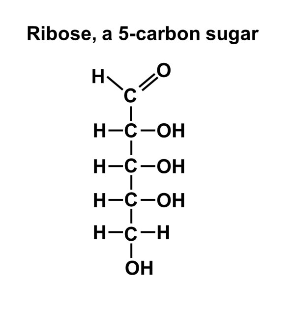 600x629 carbohydrates - Carbohydrates Drawing