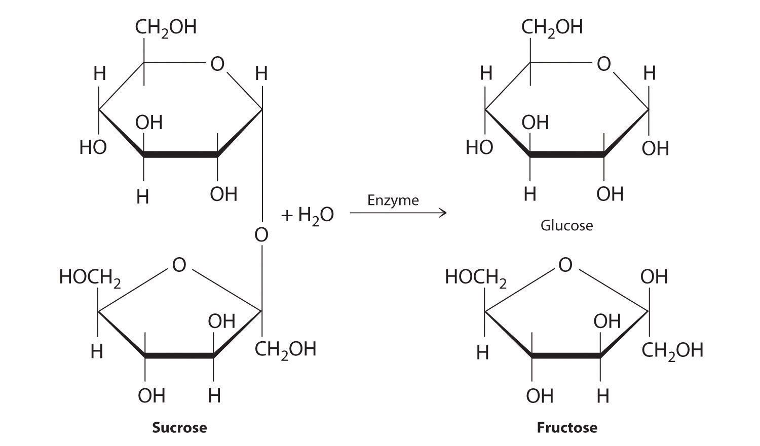 1500x881 carbohydrate drawing disaccharide for free download - Carbohydrates Drawing