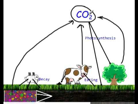 480x360 Carbon Cycle Draw And Color Video - Carbon Cycle Drawing