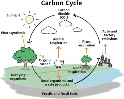 Carbon Cycle Drawing at PaintingValley.com | Explore collection of