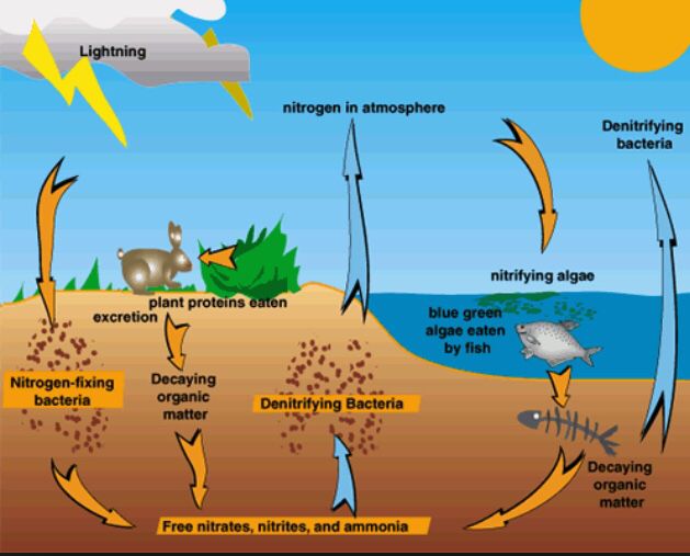 629x507 Drawing Of The Nitrogen Cycle With Arrows Black And Beautiful - Carbon Cycle Drawing