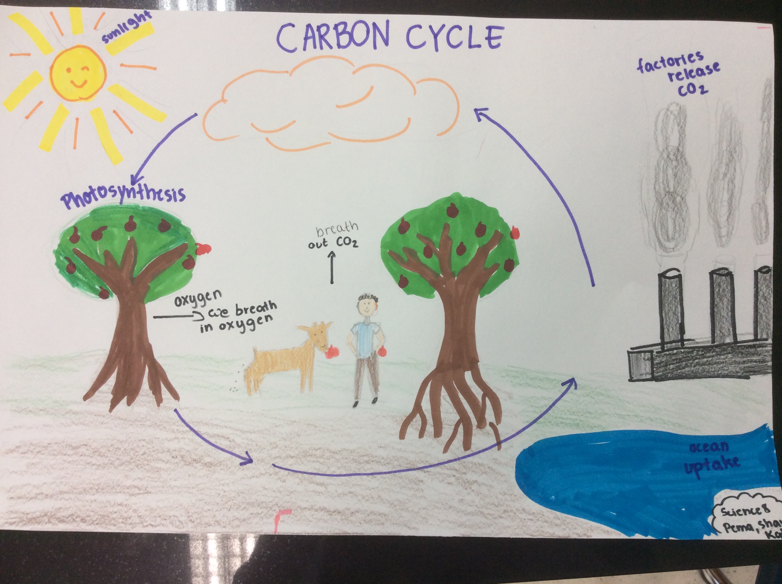 Draw The Picture Seen On The Co2 O2 Cycle Poster