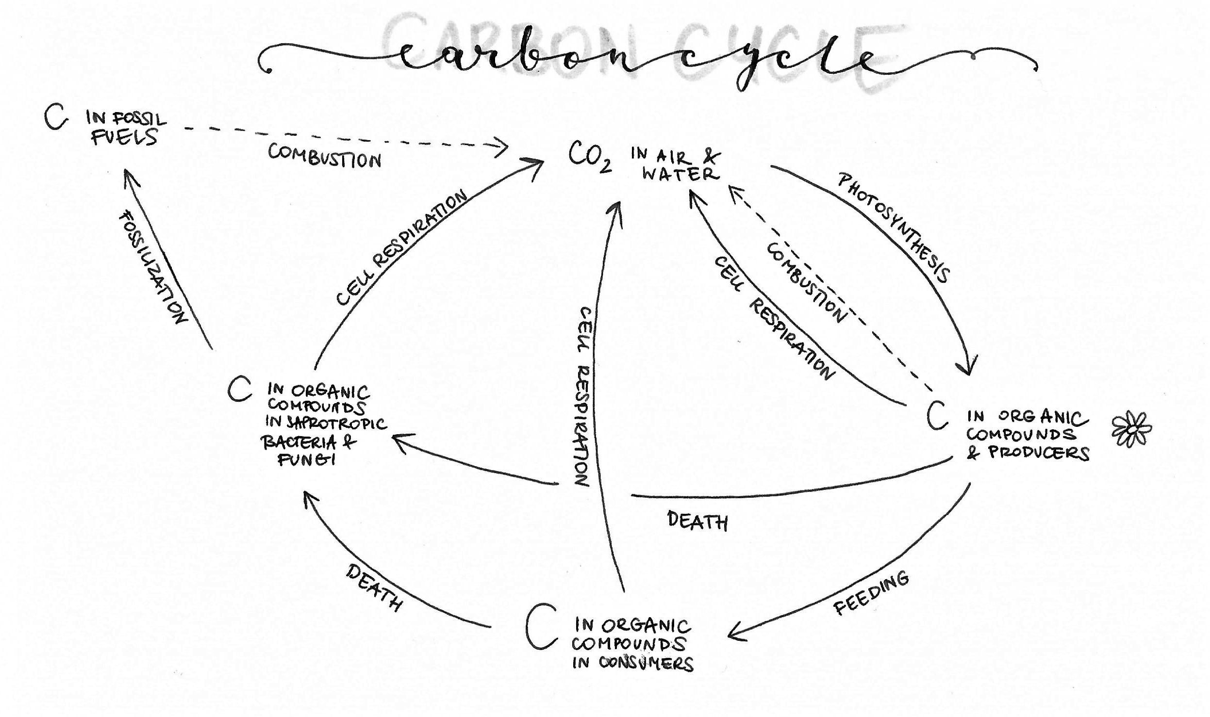 Carbon Cycle Drawing at PaintingValley.com | Explore collection of Carbon Cycle Drawing