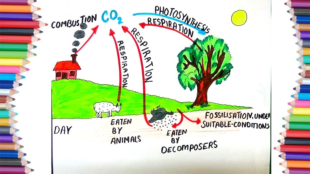 Carbon Cycle Drawing at PaintingValley.com | Explore collection of