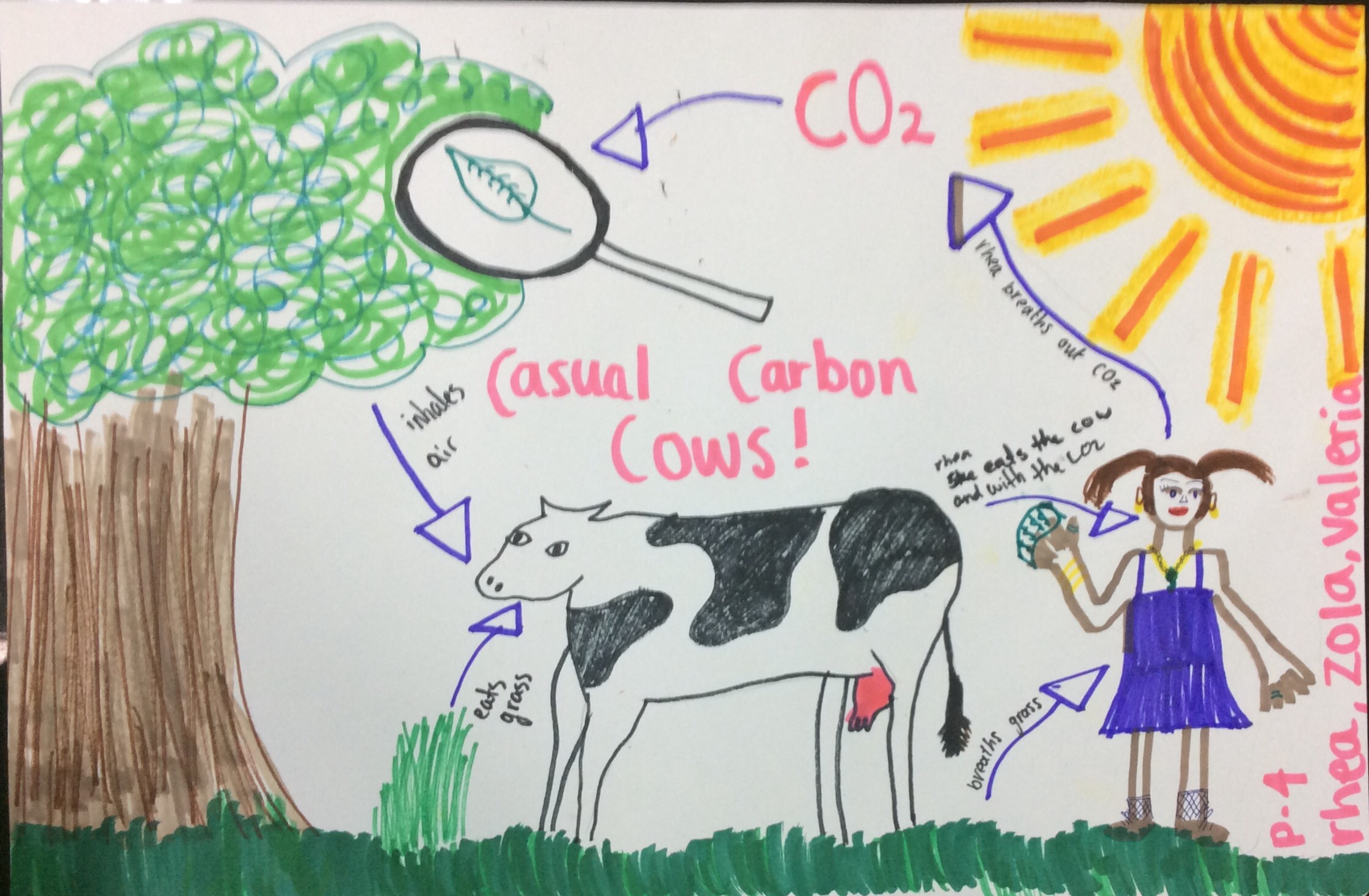 2242x1468 My Ideas About The Carbon Cycle Zola's Blog - Carbon Cycle Drawing