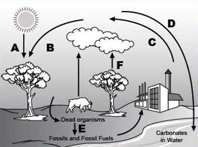 394x292 Please Help Me! Analyze The Given Diagram Of The Carbon Cycle - Carbon Cycle Drawing