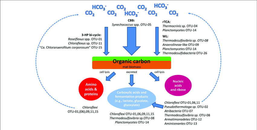 850x431 Schematic Drawing Of The Hypothesized Carbon Cycle And The Likely - Carbon Cycle Drawing