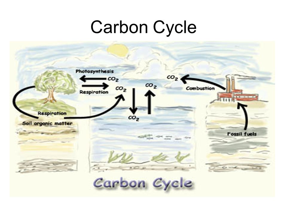 Carbon Cycle Drawing at PaintingValley.com | Explore collection of