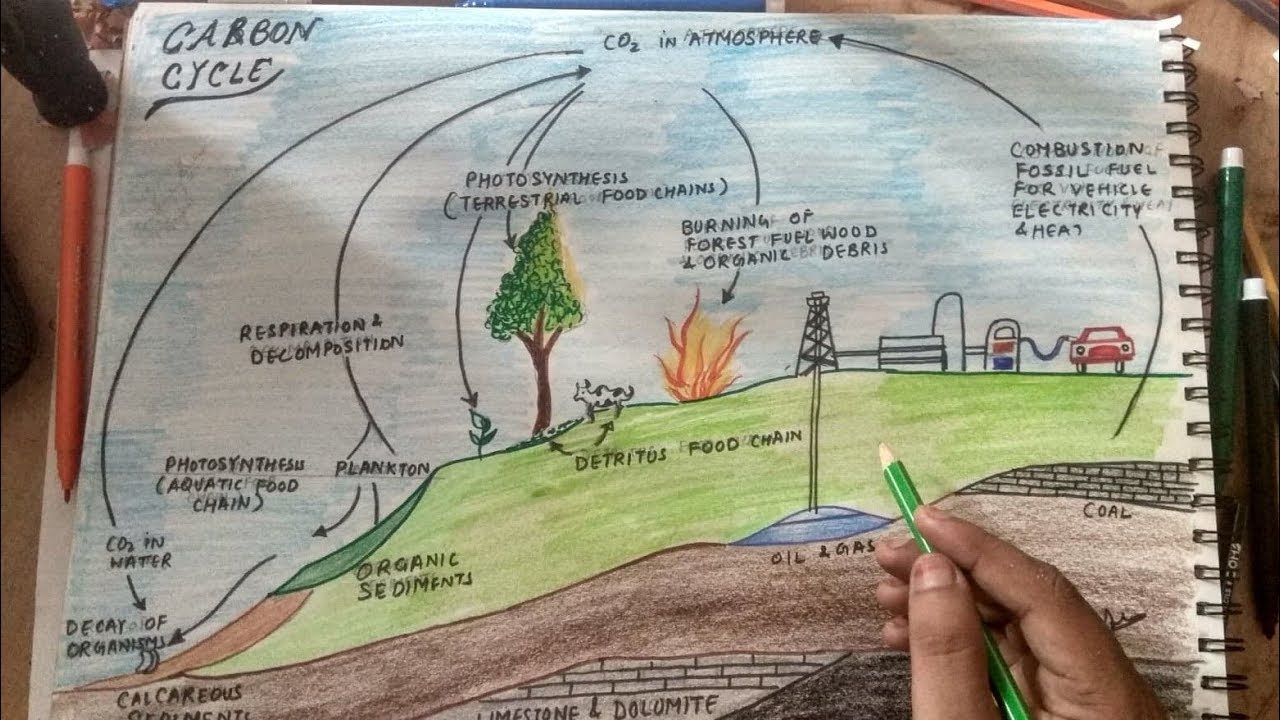 Carbon Cycle Drawing at PaintingValley.com | Explore collection of