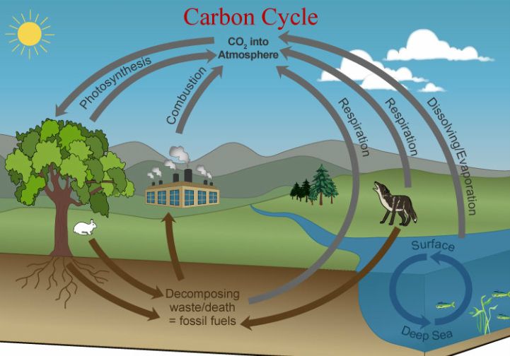 721x504 Wk Picture The Way Life Works - Carbon Cycle Drawing