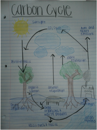 Carbon Cycle Drawing at PaintingValley.com | Explore collection of