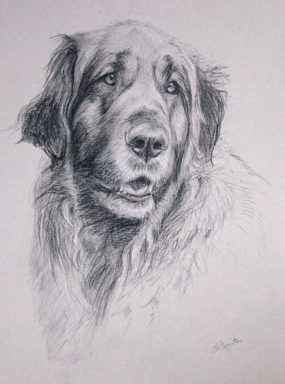 570x768 Custom Dog Portrait, Pet Portrait, Dog Drawing, Dog Art - Carbon Drawing