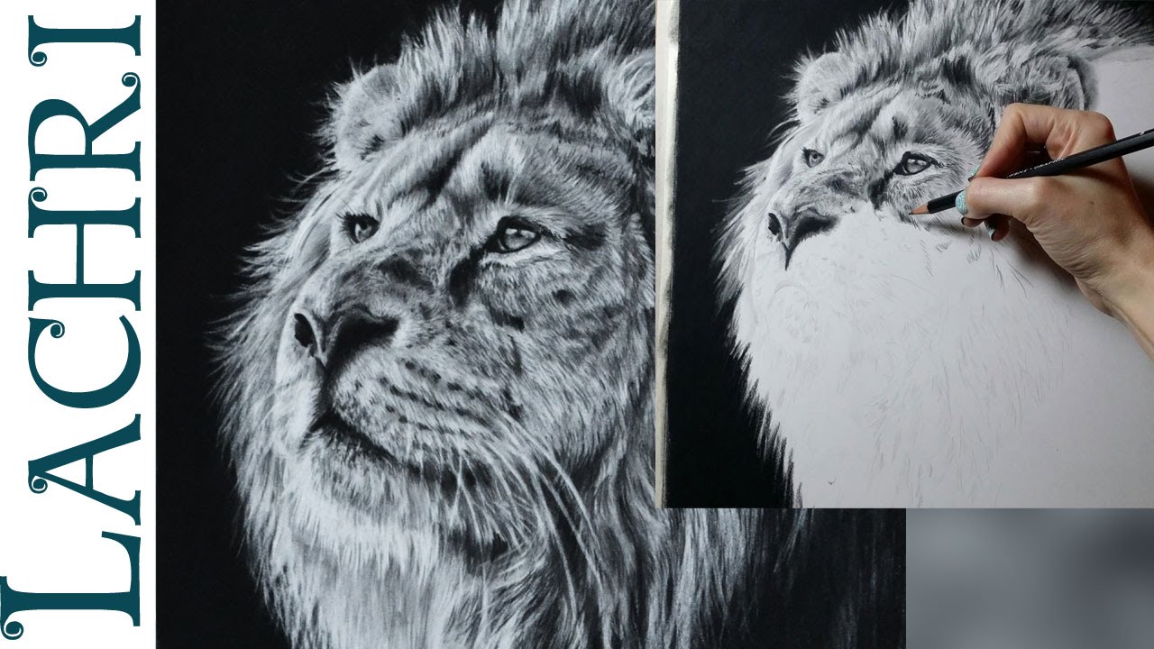 1280x720 Speed Drawing Lion In Graphite Carbon Pencil - Carbon Drawing