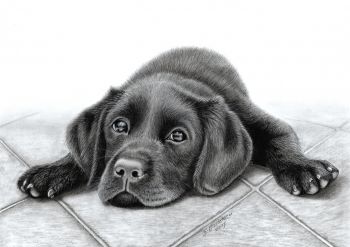 350x247 Artfido Buy Art Online Labrador Pup - Carbon Drawing