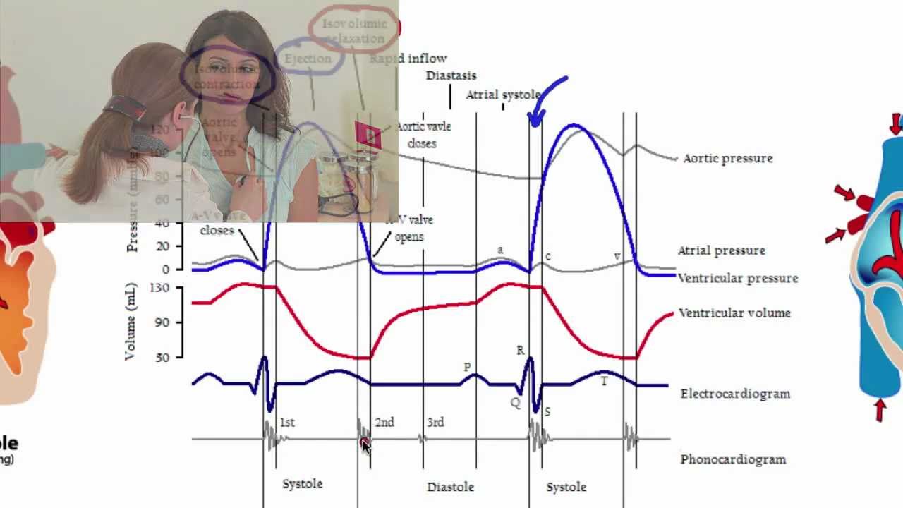 Cardiac Cycle Drawing