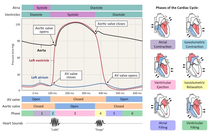847x540 cardiac cycle bioninja - Cardiac Cycle Drawing