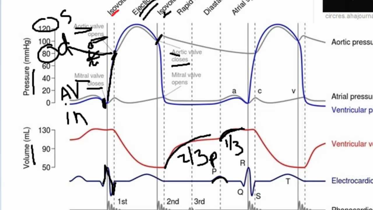 1280x720 cardiac cycle broken down - Cardiac Cycle Drawing