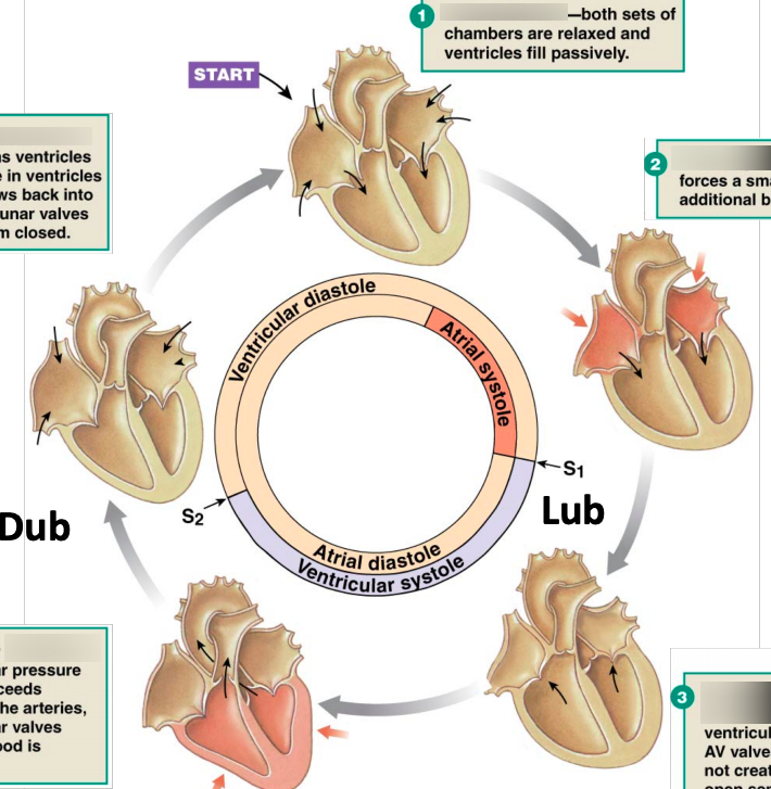 710x727 cardiac cycle diagram quizlet - Cardiac Cycle Drawing