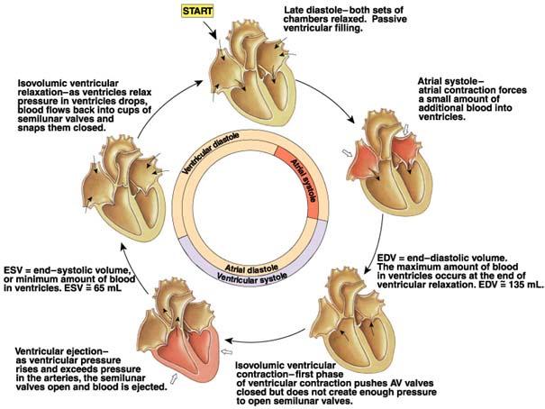 605x454 cardiac cycle diagram tutorvista - Cardiac Cycle Drawing