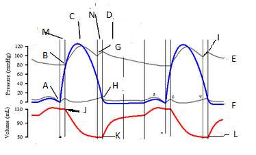 374x226 cardiac cycle quiz - Cardiac Cycle Drawing