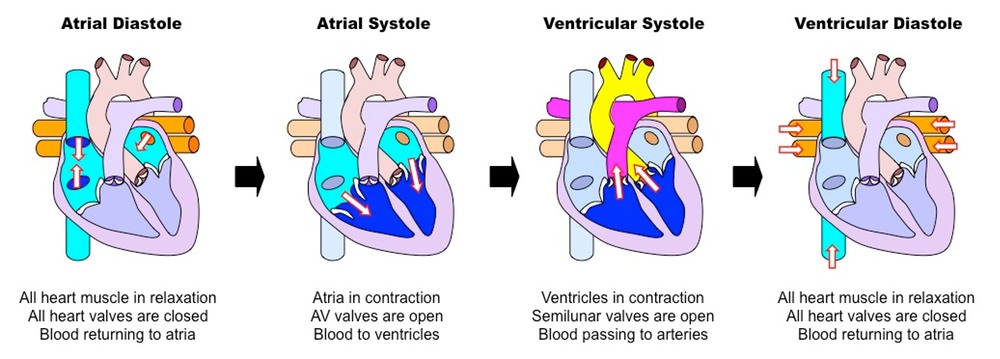 1000x359 cardiac cycle and the human heart a understanding for igcse - Cardiac Cycle Drawing