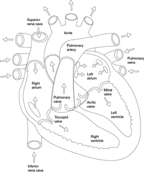 Cardiac Cycle Drawing At Paintingvalley.com 