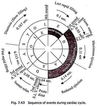 336x364 essay on cardiac cycle - Cardiac Cycle Drawing