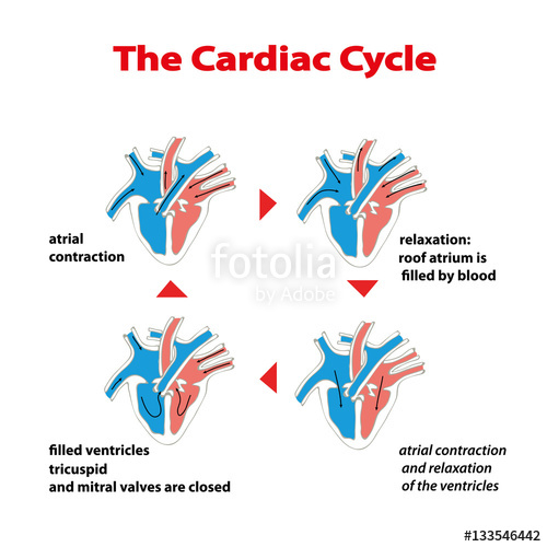 500x500 heart cycle cardiac cycle of heart on white isolated cardiac - Cardiac Cycle Drawing