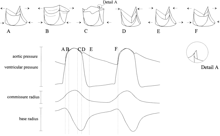 850x527 schematic drawing of the valve behaviour during the cardiac cycle - Cardiac Cycle Drawing