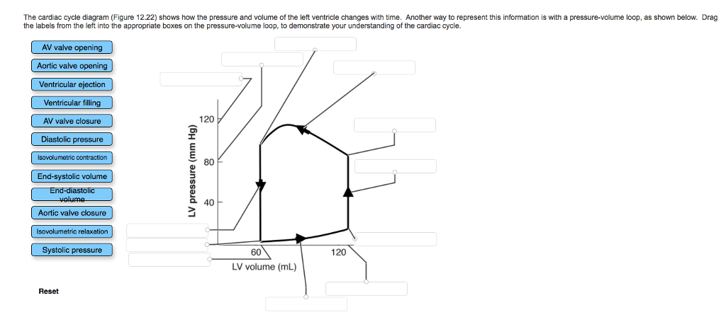 1024x455 solved the cardiac cycle diagram - Cardiac Cycle Drawing
