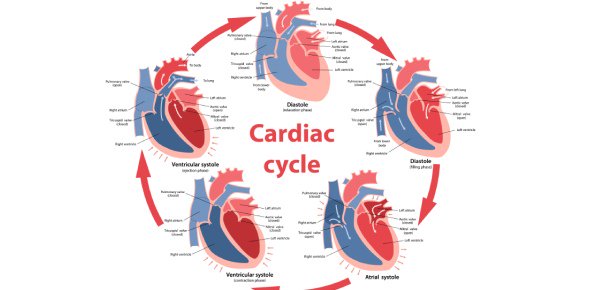 590x290 the cardiac cycle - Cardiac Cycle Drawing