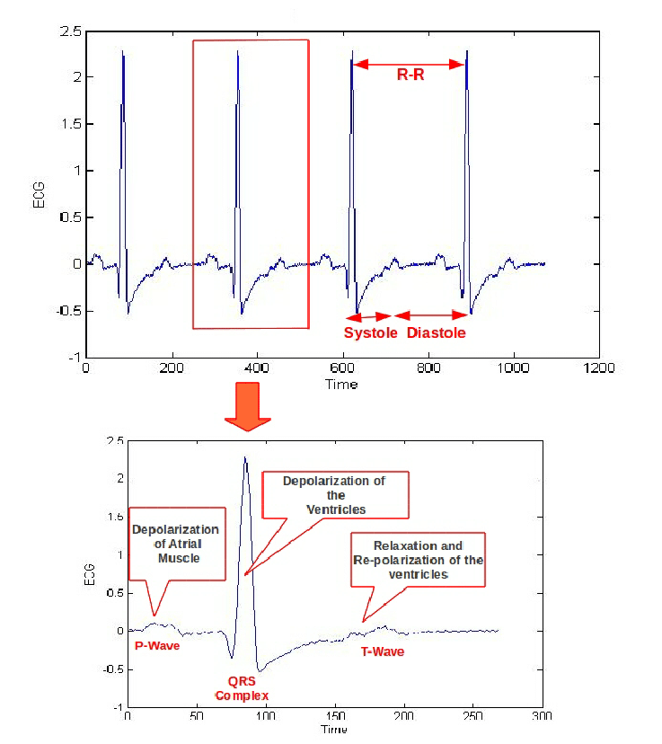 737x828 the cardiac cycle and ecg segments download scientific diagram - Cardiac Cycle Drawing