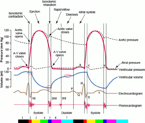 476x404 two cardiac cycles diagram the color bar illustrates seven phases - Cardiac Cycle Drawing