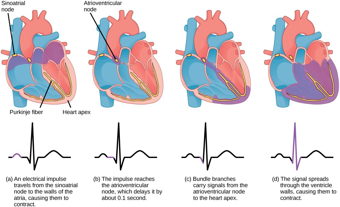 1117x680 cardiac cycle ecg diagram - Cardiac Cycle Drawing