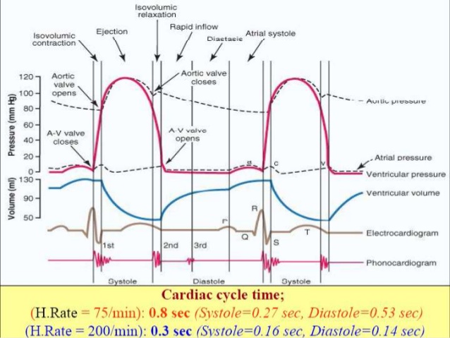 638x479 cardiac cycle - Cardiac Cycle Drawing